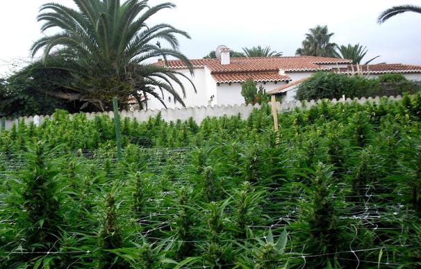 Cae una banda dedicada a las plantaciones de cannabis en la localidad gerundense de Calonge