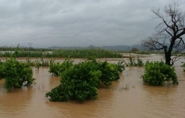 Ava-Asaja cifra en 170 millones las pérdidas del sector por el temporal que se ha "cebado" en las naranjas y caquis
