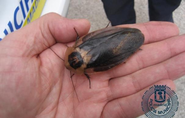 Hallado un tupper con 54 cucarachas gigantes de Madagascar en un descampado de Carabanchel (Madrid)