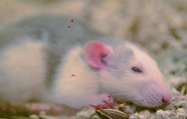 Un estudio en ratones muestra que la contaminación puede causar inflamación en los tejidos nasales