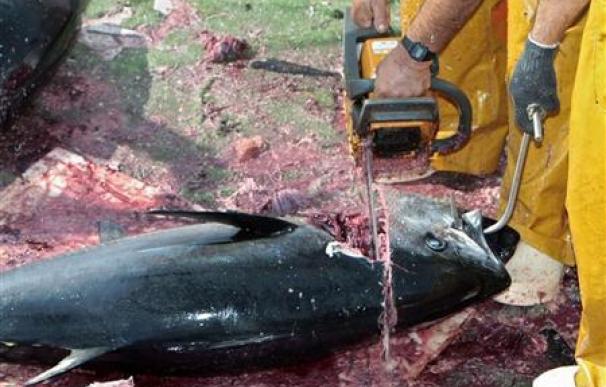 La CICCA acuerda reducir ligeramente la cuota del atún rojo