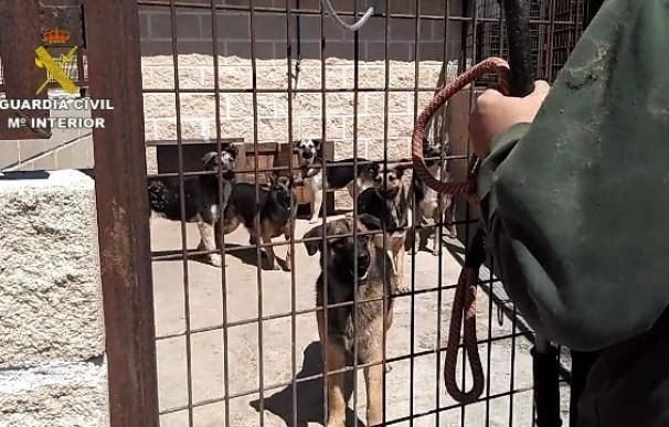 Guardia Civil interviene una instalación con 59 perros en pésimas condiciones en San Sebastián de los Reyes (Madrid)