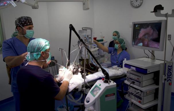 Una clínica de Paterna implanta prótesis de titanio a animales que han sufrido tumores óseos