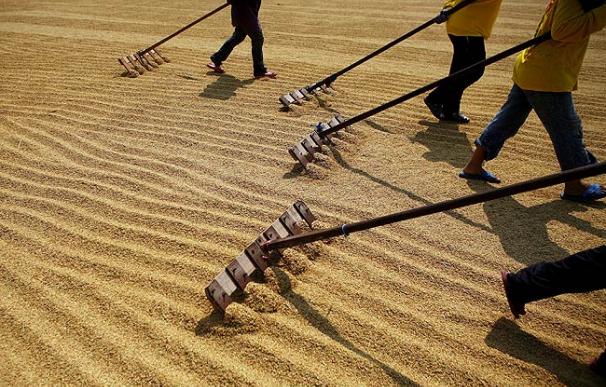 El arroz jazmín de Tailandia tiene nueva competencia