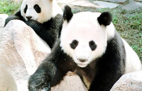 Nacen los primeros trillizos de panda gigante en Cantón