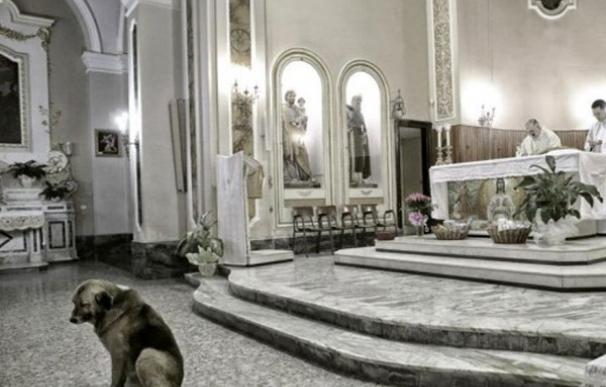 El pastor alemán Ciccio espera a su dueña fallecida en la iglesia