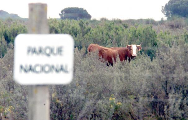 El 4,14% del ganado bovino analizado en Doñana tenía tuberculosis