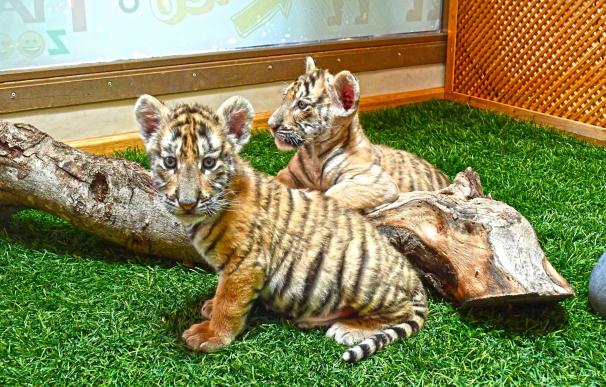 Terra Natura envía dos tigresas, 'Neu' y 'Pluja', a Cabárceno para que creen un grupo reproductor