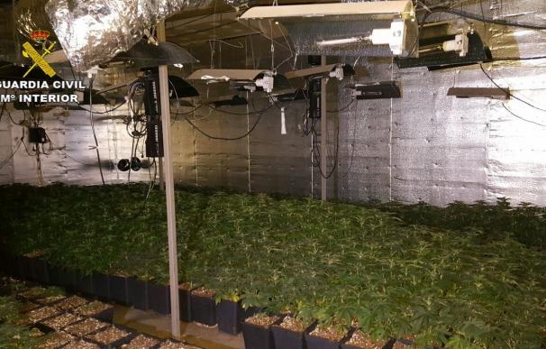 Detenido acusado de cultivar 850 plantas de marihuana en una nave industrial en Bollullos