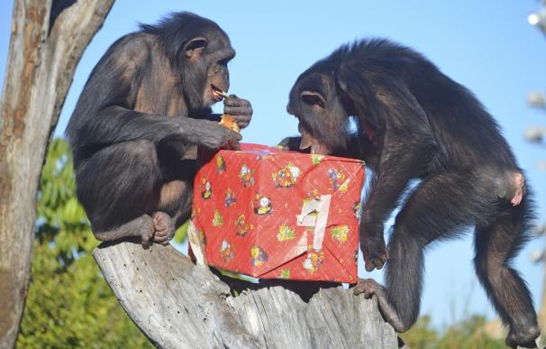 Los animales de Bioparc celebran la Navidad con regalos y 'delicatessen'