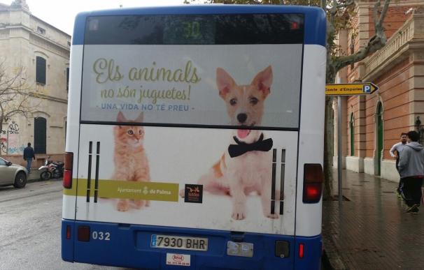Cort lanza una campaña para concienciar la tenencia responsable de animales y potenciar su adopción