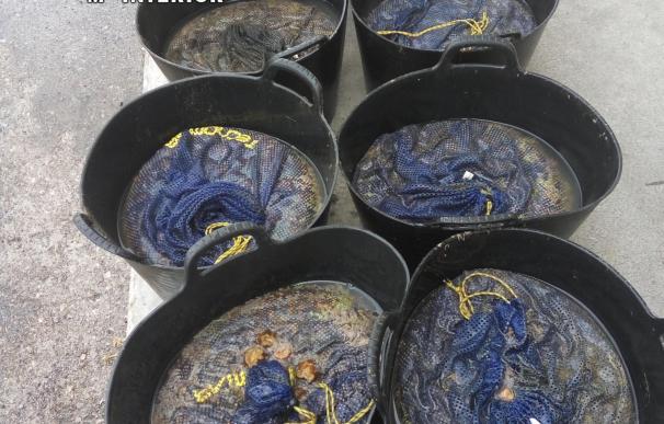 Intervenidos a un mariscador cerca de 150 kilos de anémonas extraídas en La Magdalena