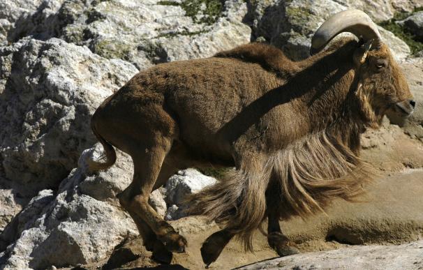 La Fundación Artemisan denuncia el exterminio del arruí en España y pide su descatalogación como especie invasora