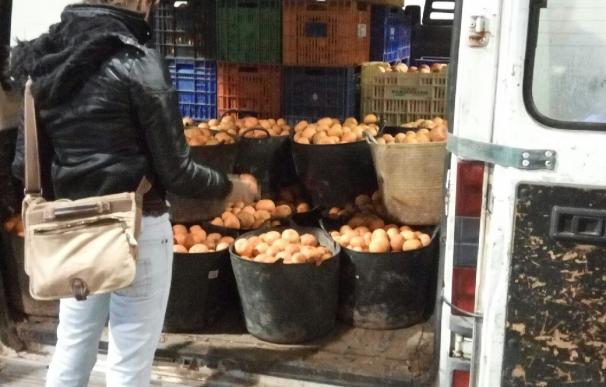 Detenido un hombre por robar 2.600 kg de naranjas de los campos en los que trabajaba
