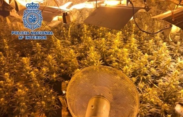 Detenido un varón tras intervenirle 52 plantas de marihuana en Córdoba