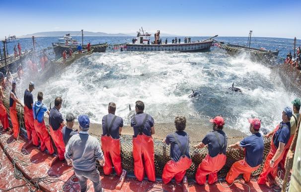 OPP ve "necesario atajar" el fraude en la comercialización del atún rojo, aunque no han presentado denuncia