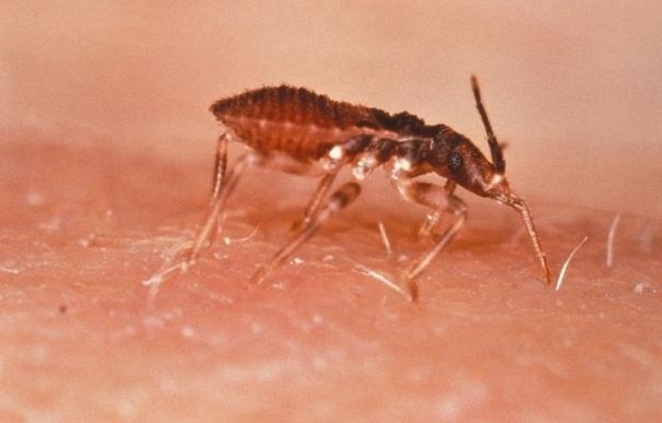 Menos del 1 por ciento de afectados por el Chagas recibe un diagnóstico y tratamiento precoz, según los expertos