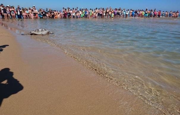 Cinco tortugas marinas vuelven al mar con dispositivo para seguimiento por satélite tras recuperarse en l'Oceanogràfic