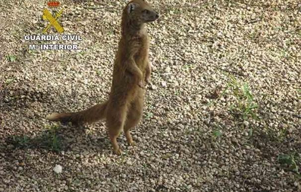 La Guardia Civil encuentra 11 ejemplares de animales amenazados en lugar de donde se escaparon cinco mangostas en Palma