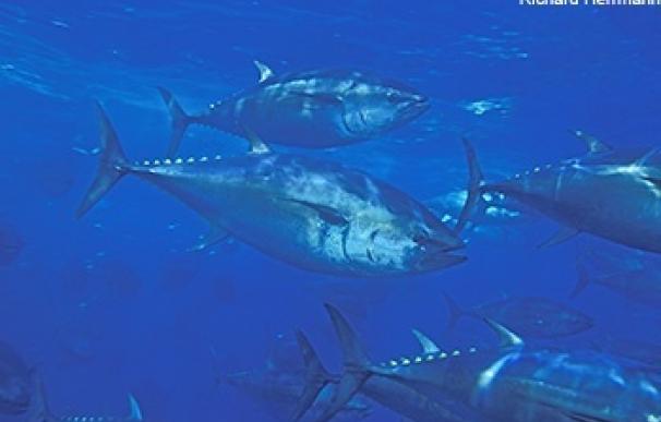 La población de atún rojo del Pacífico cae un 96,4% por la sobrepesca, según un estudio