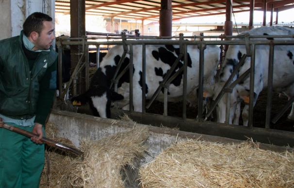 Un total de 137 ganaderos cántabros percibirán 238.600 euros por reducción de la producción de leche