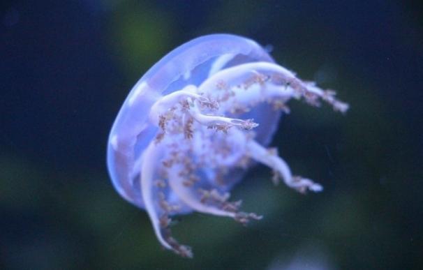 Algunos remedios habituales ante picaduras de medusas pueden empeorar la herida sufrida