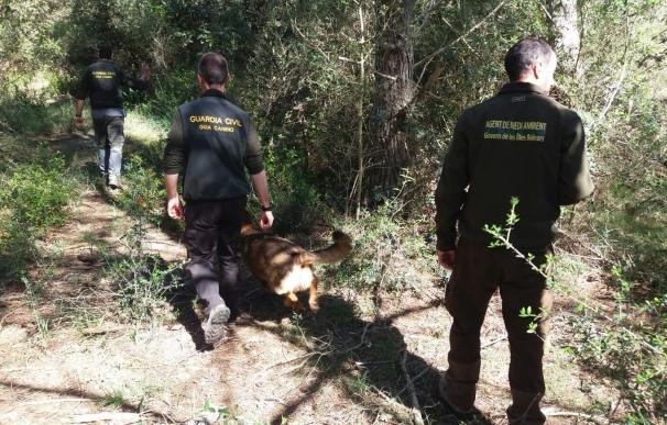 Agentes de Medio Ambiente y Guardia Civil investigan cotos de caza de Menorca en busca de veneno para animales