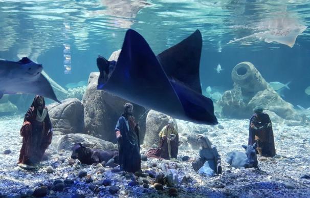 El Sea Life Benalmádena acoge un belén submarino rodeado de rayas y tiburones