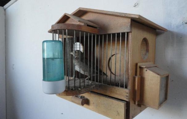 Investigan al dueño de un establecimiento por tener un ave protegida y comercializar jaulas trampa sin licencia