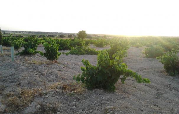 La producción de vino en Castilla-La Mancha será inferior a la de la pasada campaña por la sequía