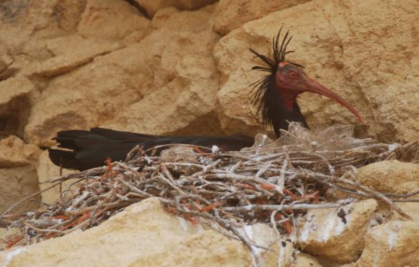 Junta confirma la nidificación de 20 parejas de 'Ibis eremita' en la comarca gaditana de la Janda