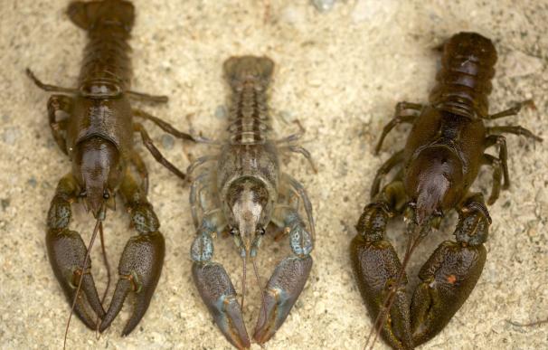 Una población de cangrejos autóctonos de Girona resiste a una enfermedad emergente