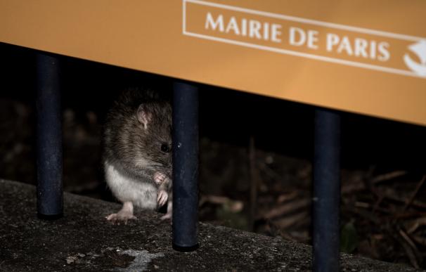 París se lanza a la caza de las ratas