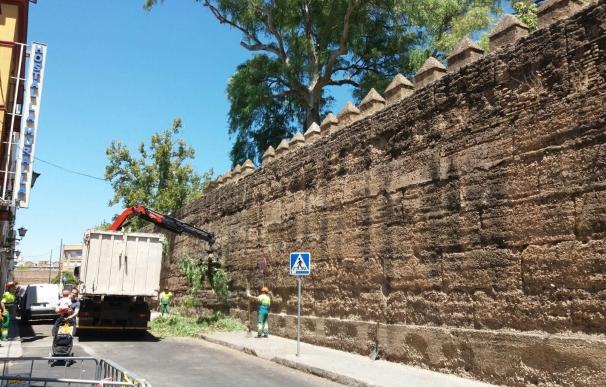 Los técnicos analizan el estado de la muralla de la Macarena tras terminar el saneamiento del arbolado