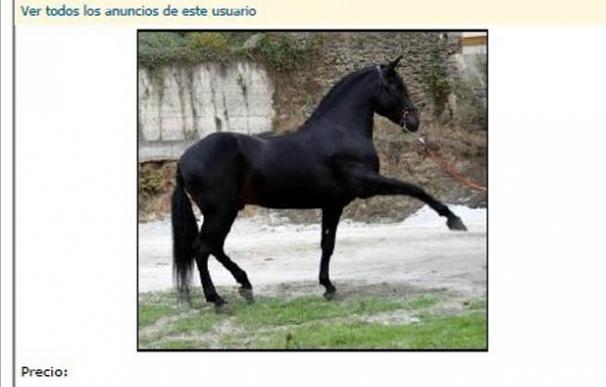 Detenido en Barcelona por estafar a un vallisoletano al que ofreció en internet adoptar un caballo frisón