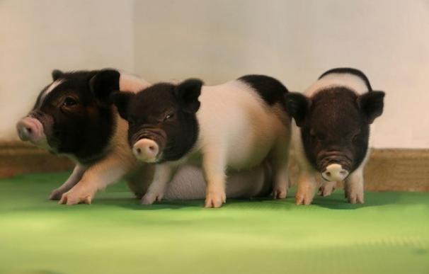 Eliminan por primera vez, con la técnica 'CRISPR', retrovirus endógenos en cerdos vivos