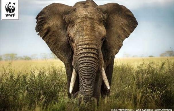 Alrededor de 30.000 elefantes son abatidos al año para traficar con el marfil, según WWF