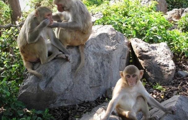 Descubren en monos las áreas cerebrales que se activan al ver una cara conocida