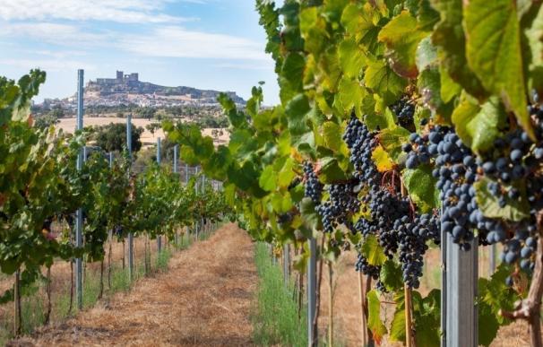 La DOC Rioja incorporará dos nuevas categorías para identificar mejor la procedencia de sus vinos