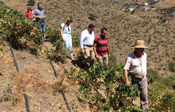 La Junta dice que reconocer la uva pasa como Patrimonio Agrícola Mundial daría un "espaldarazo" a este cultivo
