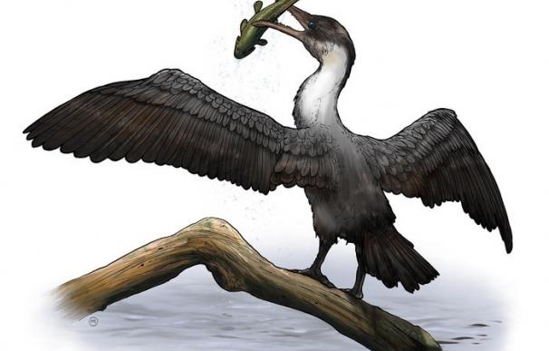 Un fósil de ave revela un Ártico cálido hace 90 millones de años