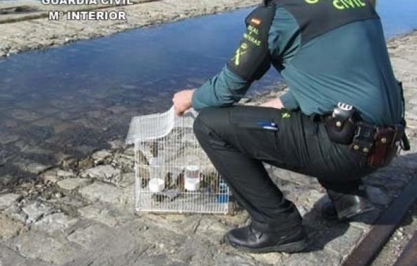Intervienen 14 aves, entre ellas dos ejemplares protegidos, antes de embarcar en el ferry a Canarias