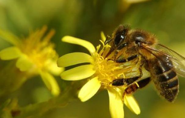Un estudio desvela que faltan abejas para polinizar la superficie cultivada en la UE