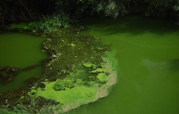 Un proyecto buscar atenuar la proliferación de algas en el embalse de Las Conchas (Orense)