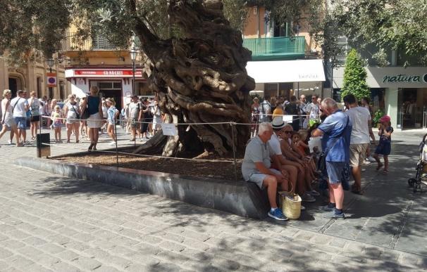 El Ayuntamiento instala una nueva protección a la olivera de Cort, adaptada al entorno