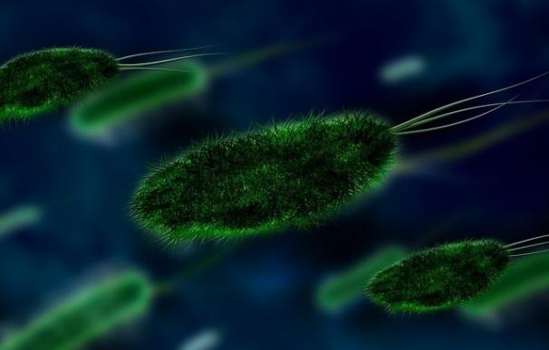 Tres especies de 'klebsiella' causan infecciones que amenazan la vida y comparten genes de fármacoresistencia