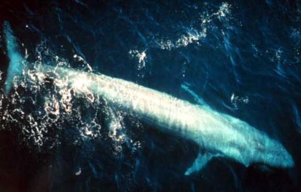 Ballena azul en el océano Pacífico (NOAA)