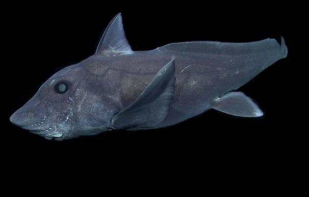 Graban por primera vez al tiburón fantasma, una especie más antigua que los dinosauros