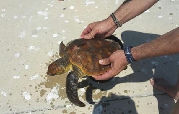 Un grupo de navegantes rescata a una tortuga marina atrapada en hilo de pescar en el Cabo de la Nao de Xàbia