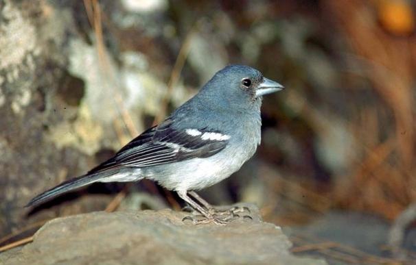 El pinzón azul de Gran Canaria, hasta ahora considerada como subespecie, se incorpora como especie de ave